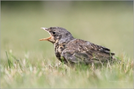 <p>DROZD KVÍČALA (Turdus pilaris) /Fieldfare - Wacholderdrossel/</p>